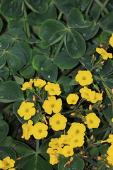 Oxalis megalorrhiza