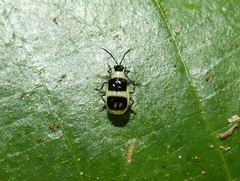 Diabroticina