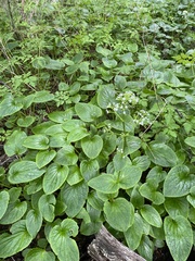 Valeriana lapathifolia