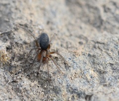 Mesiotelus
