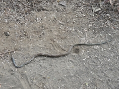 Drymobius margaritiferus