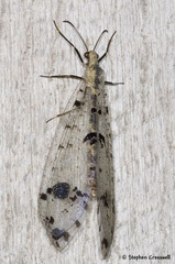 Dendroleon obsoletus