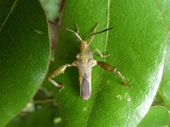 Meropachyini
