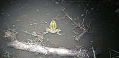 Pelophylax nigromaculatus