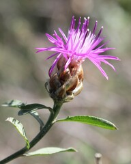 Centaurea deusta