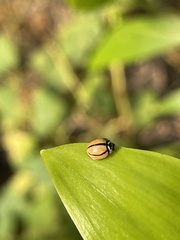Cheilomenes propinqua vicina