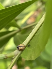 Cheilomenes propinqua vicina