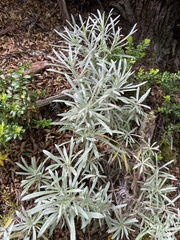 Senecio mairetianus
