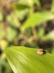 Cheilomenes propinqua vicina