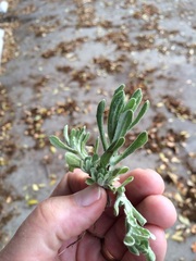 Helichrysum luteoalbum