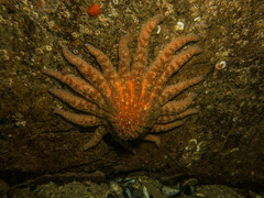 Pycnopodia helianthoides