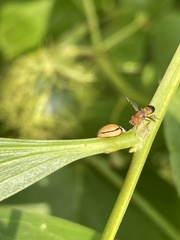 Cheilomenes propinqua vicina