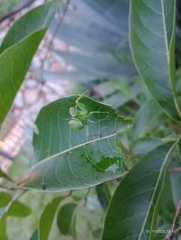 Photiomantis
