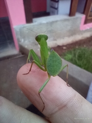 Photiomantis