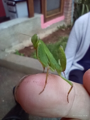 Photiomantis