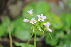 Oxalis laxa
