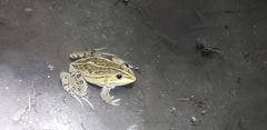 Pelophylax nigromaculatus