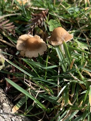 Candolleomyces candolleanus