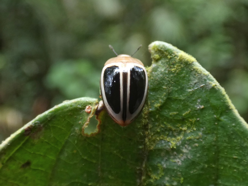 Iphiclus egensis