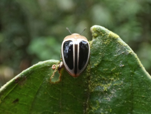 Iphiclus egensis