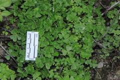 Oxalis lomana
