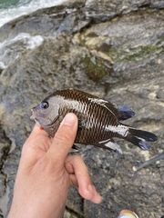 Stegastes acapulcoensis