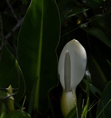 Philodendron renauxii