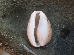 Notocypraea angustata