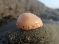 Notocypraea angustata