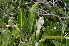 Philodendron renauxii