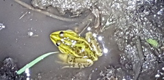Pelophylax nigromaculatus