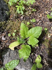 Adenocaulon chilense