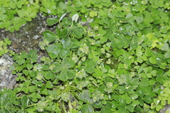 Oxalis lomana