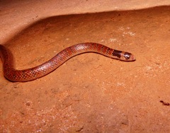 Brachyurophis australis