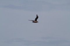 Stercorarius chilensis