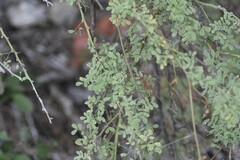 Parkinsonia texana macra