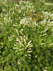 Baccharis magellanica
