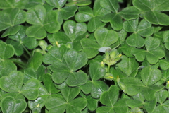 Oxalis lomana