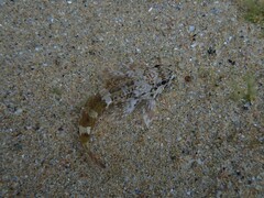Bovichtus angustifrons