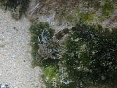 Bovichtus angustifrons
