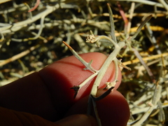 Senecio neaei incisus