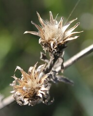Centaurea deusta