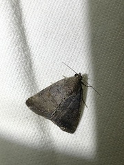 Amyna axis