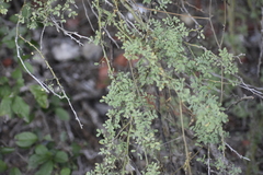 Parkinsonia texana macra