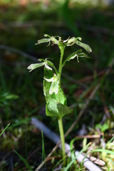 Neottia borealis