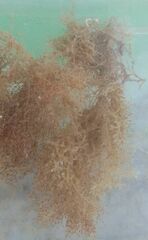 Amathia verticillata