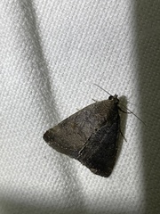 Amyna axis