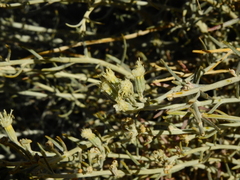 Senecio neaei incisus