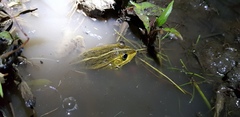 Pelophylax nigromaculatus