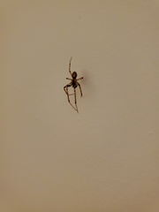 Zygiellinae